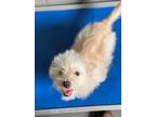 Adopt FOUND - Fluff a Terrier