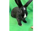 Adopt Wonder a Bunny Rabbit