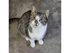 Adopt Gouda a Domestic Short Hair