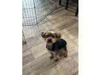 Adopt Brody a Yorkshire Terrier