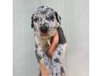Doberman Pinscher Puppy for sale in Lutz, FL, USA