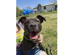 Adopt Obiwan Wagnobi a American Staffordshire Terrier