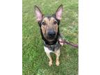 Adopt Crash a German Shepherd Dog