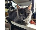 Adopt Donnie - Diabetic (Oak Gove) a Domestic Short Hair