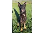 Adopt DK a Dutch Shepherd