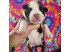 Adopt Twigs a Mixed Breed