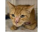 Adopt Phineas a Domestic Short Hair