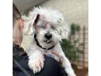 Adopt Winston a Shih Tzu