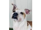 Elisha Sc, Terrier (unknown Type, Medium) For Adoption In San Angelo, Texas
