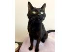 Otter, Domestic Shorthair For Adoption In Denver, Colorado