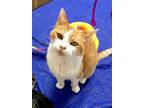 Lacey, Domestic Shorthair For Adoption In Denver, Colorado