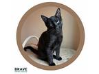 Jet, Domestic Shorthair For Adoption In Lincoln, Nebraska