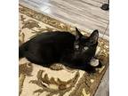 Midnight, Domestic Shorthair For Adoption In Lincoln, Nebraska