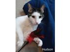 Hudson, Domestic Shorthair For Adoption In Eau Claire, Wisconsin