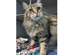 Harpy, Domestic Longhair For Adoption In Eau Claire, Wisconsin
