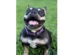 Martini, American Pit Bull Terrier For Adoption In Citrus Heights, California