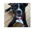 Adopt Ajax a Pit Bull Terrier