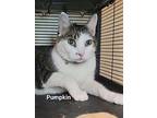 Pumpkin, Domestic Shorthair For Adoption In Cedar Rapids, Iowa