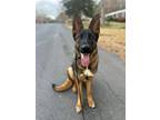 Adopt Titan a German Shepherd Dog, Belgian Shepherd / Malinois