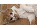 Butters, Domestic Shorthair For Adoption In South Bend, Indiana