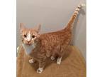 Ollie, Domestic Shorthair For Adoption In South Bend, Indiana