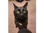Velcro, Domestic Shorthair For Adoption In Fort Collins, Colorado