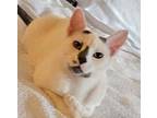 Snowball (& Percy) [cp], Domestic Shorthair For Adoption In Oakland, California