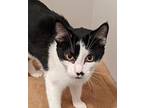 Oreo, Domestic Shorthair For Adoption In South Bend, Indiana