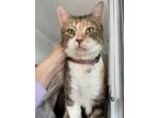Petunia, Domestic Shorthair For Adoption In Queenstown, Maryland