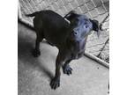 Adopt DeLuca a Plott Hound, Labrador Retriever