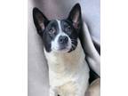 Adopt Pogo a Australian Cattle Dog / Blue Heeler, Border Collie