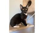 Zipper, American Shorthair For Adoption In Olive Branch, Mississippi