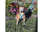 Jackie Boy, Jack Russell Terrier For Adoption In Deland, Florida