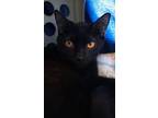 Kazan, Domestic Shorthair For Adoption In Encinitas, California