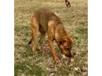 Adopt Rhett a German Shepherd Dog, Mixed Breed