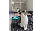 Duke (bonded With Lucy), Domestic Shorthair For Adoption In Port Mcnicoll