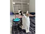 Lucy (bonded With Duke), Domestic Shorthair For Adoption In Port Mcnicoll