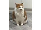 Mr. Big, Domestic Shorthair For Adoption In Calgary, Alberta