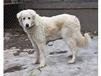 Beau, Maremma Sheepdog For Adoption In Smithers, British Columbia