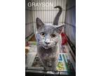 Grayson (fcid# 03/20/2024 - 91) C, Domestic Shorthair For Adoption In