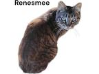Renesmee, Domestic Shorthair For Adoption In Nashville, Georgia