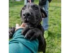Adopt Astro a German Shepherd Dog, Labrador Retriever