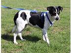 Dixie, Rat Terrier For Adoption In Winchester, Tennessee