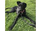 Adopt Pluto a German Shepherd Dog, Labrador Retriever