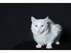 Cedric, Turkish Angora For Adoption In Pearland, Texas