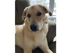 Zoe Local, Labrador Retriever For Adoption In Warwick, Rhode Island