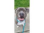 Adopt AC Mighty Moe a Boxer, Pit Bull Terrier