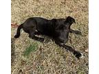 Doggie Doug, Labrador Retriever For Adoption In Jackson, Tennessee