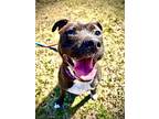 Lola, Patterdale Terrier (fell Terrier) For Adoption In Syracuse, New York