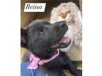 Reina, Labrador Retriever For Adoption In Gillsville, Georgia